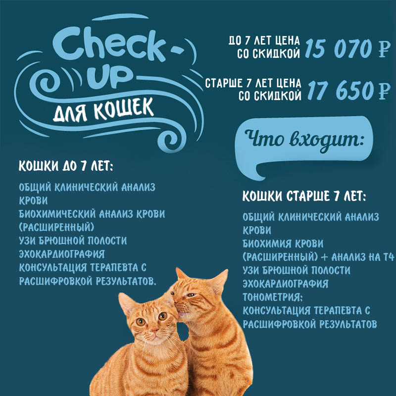 Комплексная диагностика здоровья вашего питомца: Check-up для кошек